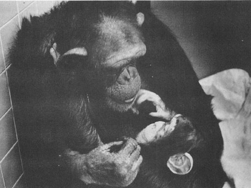La sorprendente historia de la chimpancé Washoe